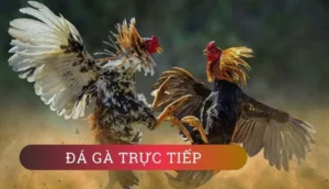 Đá Gà VL88: Trận Chiến Gầm Rú Dưới Ánh Đèn Sân Đấu