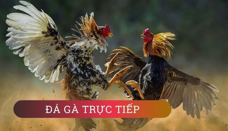 Đá Gà VL88: Trận Chiến Gầm Rú Dưới Ánh Đèn Sân Đấu